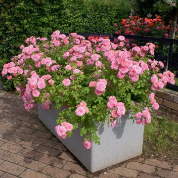 Rosier Sweet DRIFT &reg; Meiswetdom