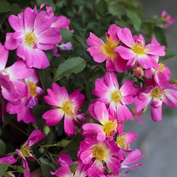 Rosier Pink Drift &reg; Meijocos