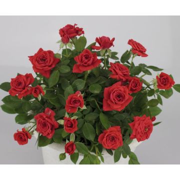 Rosier Baby Baccara &reg; Meipaede