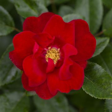 MOULIN ROUGE &reg; Meitraligh