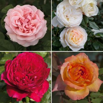 Collection rosiers buissons GRANDS PARFUMS ROMANTICA ®