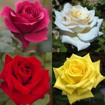 Collection rosiers buissons grands parfums