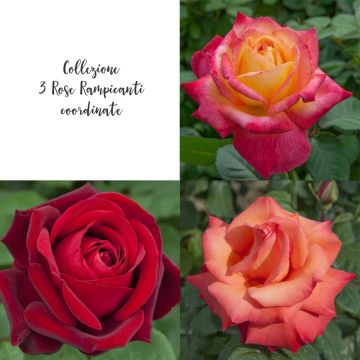 Collection 3 rosiers grimpants coordonnés