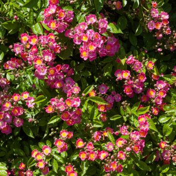 Rosier grimpant liane Maria Lisa, plantes grimpantes Meilland Richardier