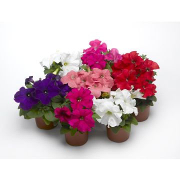 6 Pétunias Duvet TM