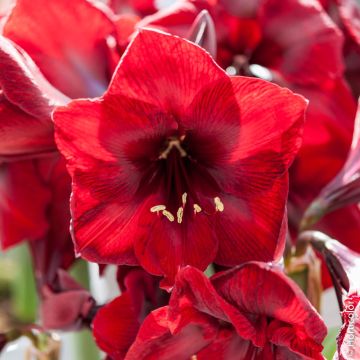 Amaryllis Benfica