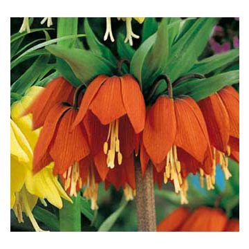 Couronne Imperiale Rubra