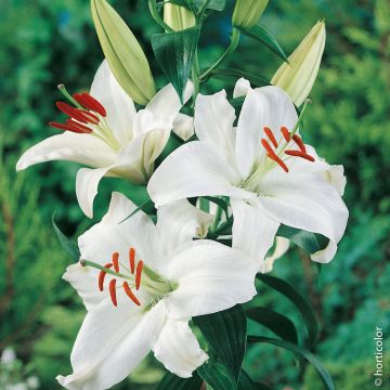 Lys Oriental Siberia