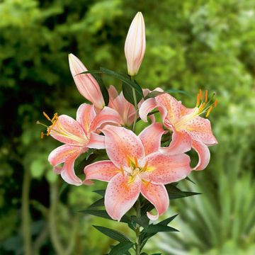 Lys oriental Salmon Star