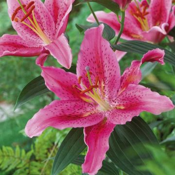 Lys oriental Dynamite