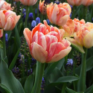 Tulipe double hâtive ‘ Foxy Foxtrot’