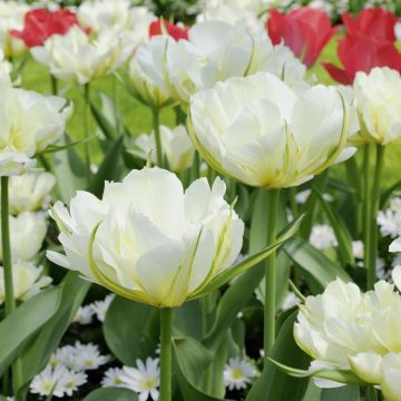 Tulipe double hâtive Exotic Empereur