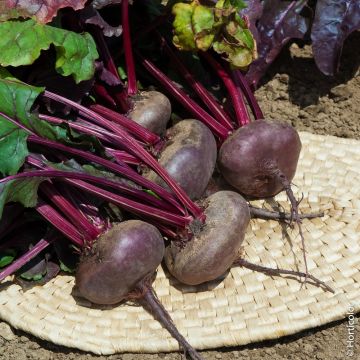 Betterave d'Egypte BIO