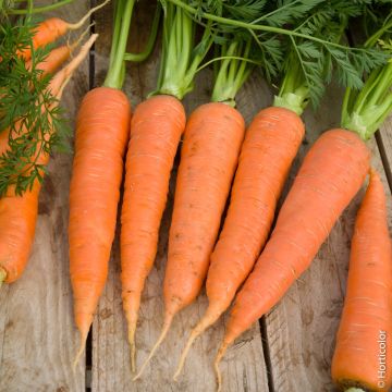 Carotte Longue de Meaux