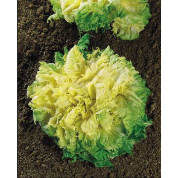 Chicorée scarole Blonde à Coeur Plein Bio - Cichorium endivia var. latifolium