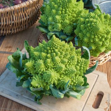 Chou Brocoli Romanesco précoce