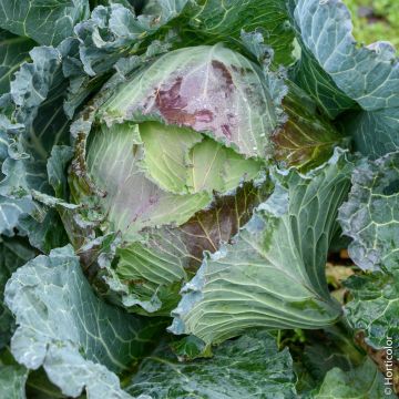 Chou de Milan de Pontoise 2