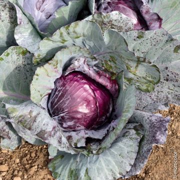 Chou rouge Tête Noire 3