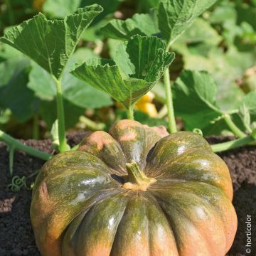 Courge Musquée Muscade