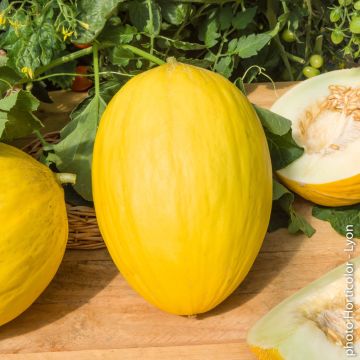 Melon jaune Canaria 3