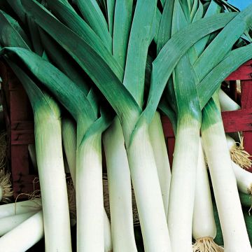Poireau Ténor