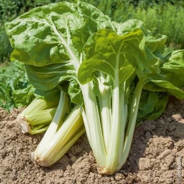 Poirée Blonde à carde blanche 2