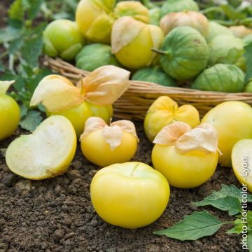 Tomatillo du Mexique