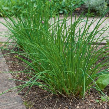Ciboulette très fine Danoise BIO pour potagers d'intérieur