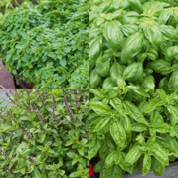Basilic en mélange
