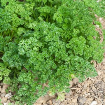 Persil frisé vert foncé BIO pour potagers d'intérieur