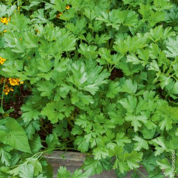 Persil géant d’Italie BIO pour potagers d'intérieur