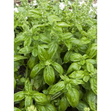 Basilic Genovese BIO pour potagers d'intérieur