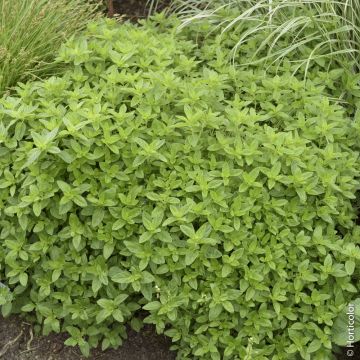 Origan Bio en situation