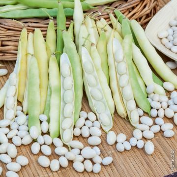 Haricot nain à écosser Coco nain blanc précoce
