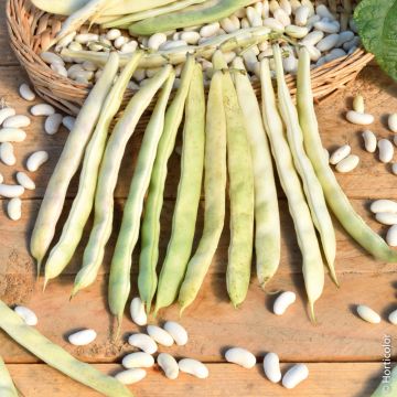Haricot nain à écosser Mogex