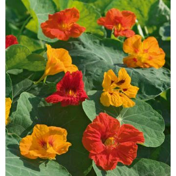 Capucine naine Tom Pouce variée