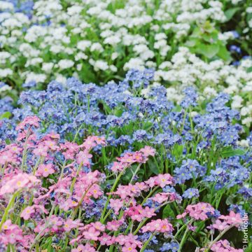 Myosotis des Alpes varié