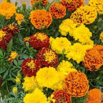 Oeillet d'Inde double nain varié