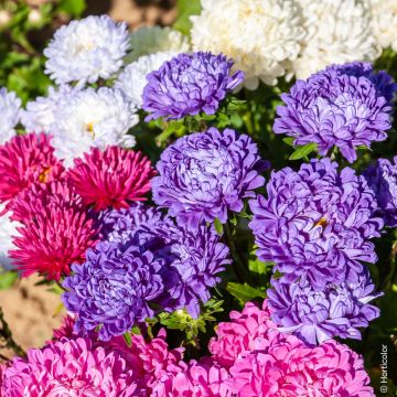Reine-Marguerite Beauté variée