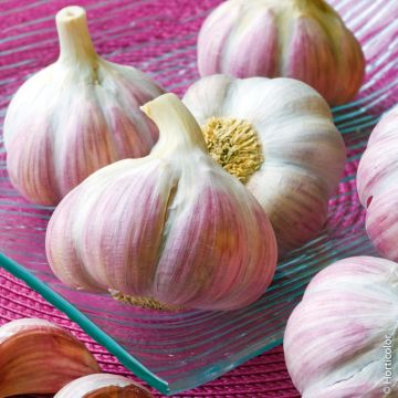Ail rose du nord