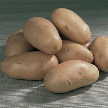 Pomme de terre Pompadour