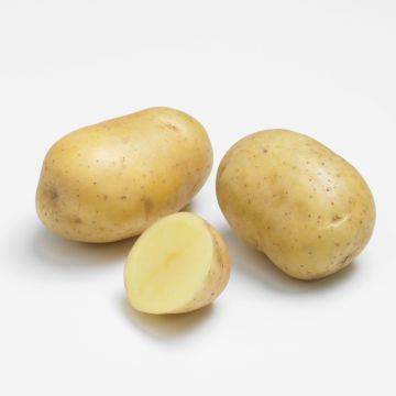 Pomme de terre PRIMLADY ®