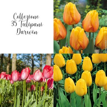 Collection de 35 Tulipes Darwin