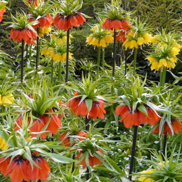Collection de 2 Couronnes Impériales