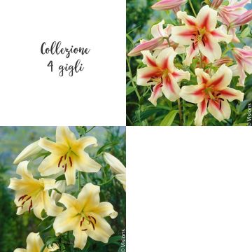 Collection de 4 Lys géants