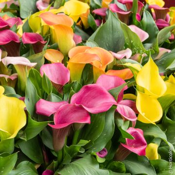 Arums en m&eacute;lange