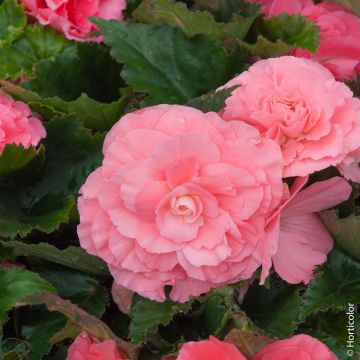 Bégonias NON STOP ® Rose