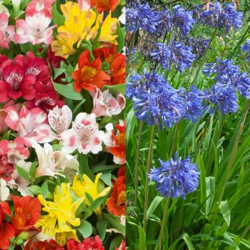 Collection d’alstroemères en mélange et d’agapanthes bleues