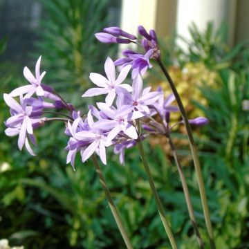 Tulbaghia Silver Lace