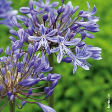 Agapanthe Vall&eacute;e de l'Authion